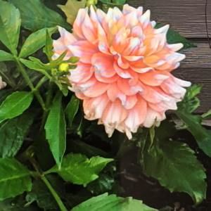 Meet your Posher, Christie